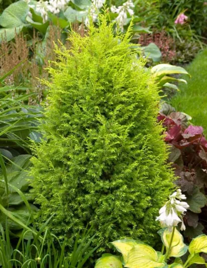 Chamaecyparis Pisifera 'Filifera Aurea', Sawara Cypress 'Filifera Aurea', Japanese Cypress 'Filifera Aurea', evergreen shrub, golden shrub