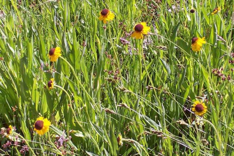 Helenium Sahin's Early Flowerer, Sneezeweed Sahin's Early Flowerer, Helenium Autumnale, Common Sneezeweed Sahin's Early Flowerer, False Sunflower Sahin's Early Flowerer, Helen's Flower Sahin's Early Flowerer, Yellow Star Sahin's Early Flowerer, late summe