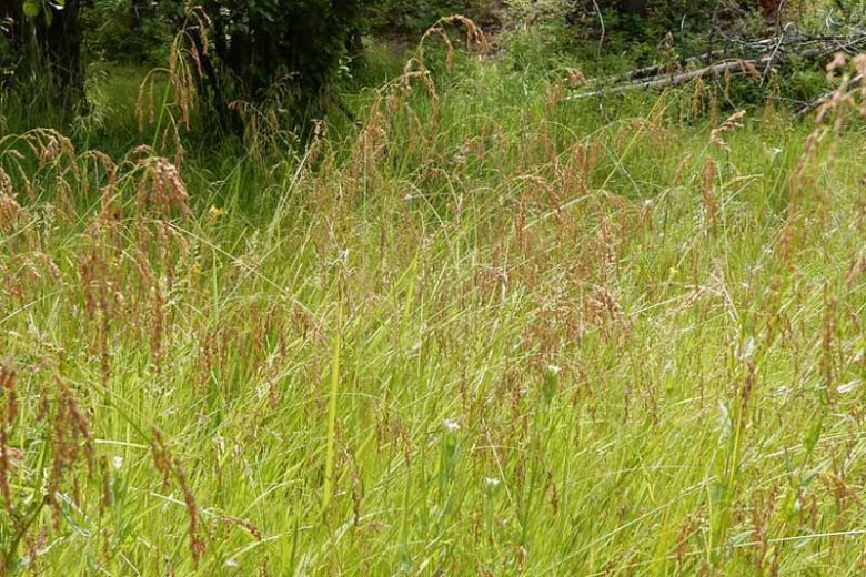 Glyceria striata, Fowl Mannagrass, Glyceria elata, Glyceria nervata, Glyceria striata ssp. stricta, Glyceria striata var. stricta, Panicularia nervata, Panicularia striata, Ornamental grasses, Ornamental grass, Decorative grasses, grasses, perennial grasses