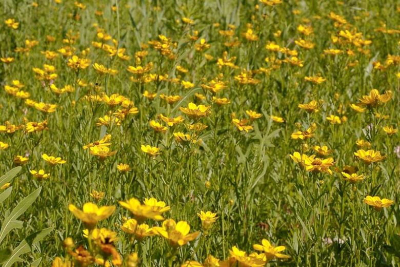 Coreopsis palmata, Stiff Tickseed, Stiff Coreopsis, Finger Coreopsis, Drought tolerant plants, dry soil plants, heat tolerant plants, humidity tolerant plants, yellow flowers
