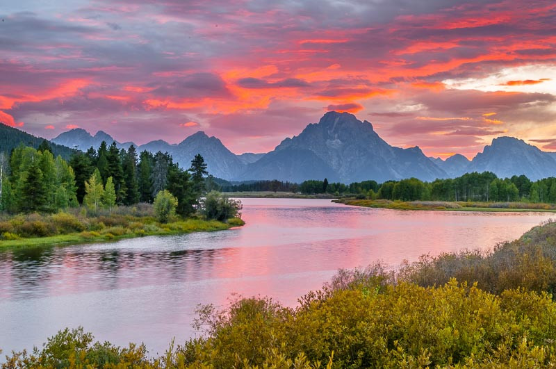 Wyoming Native Plants
