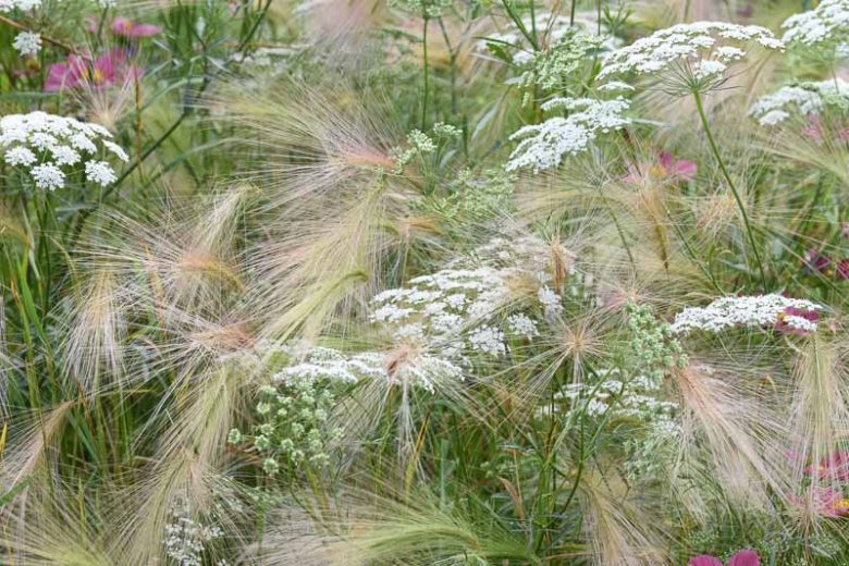 Hordeum Jubatum, Foxtail Barley, Fox Squirrel Tail, Wild Barley, Ornamental Grass, Ornamental Grasses, Grasses, decorative Grasses, Perennial Grasses
