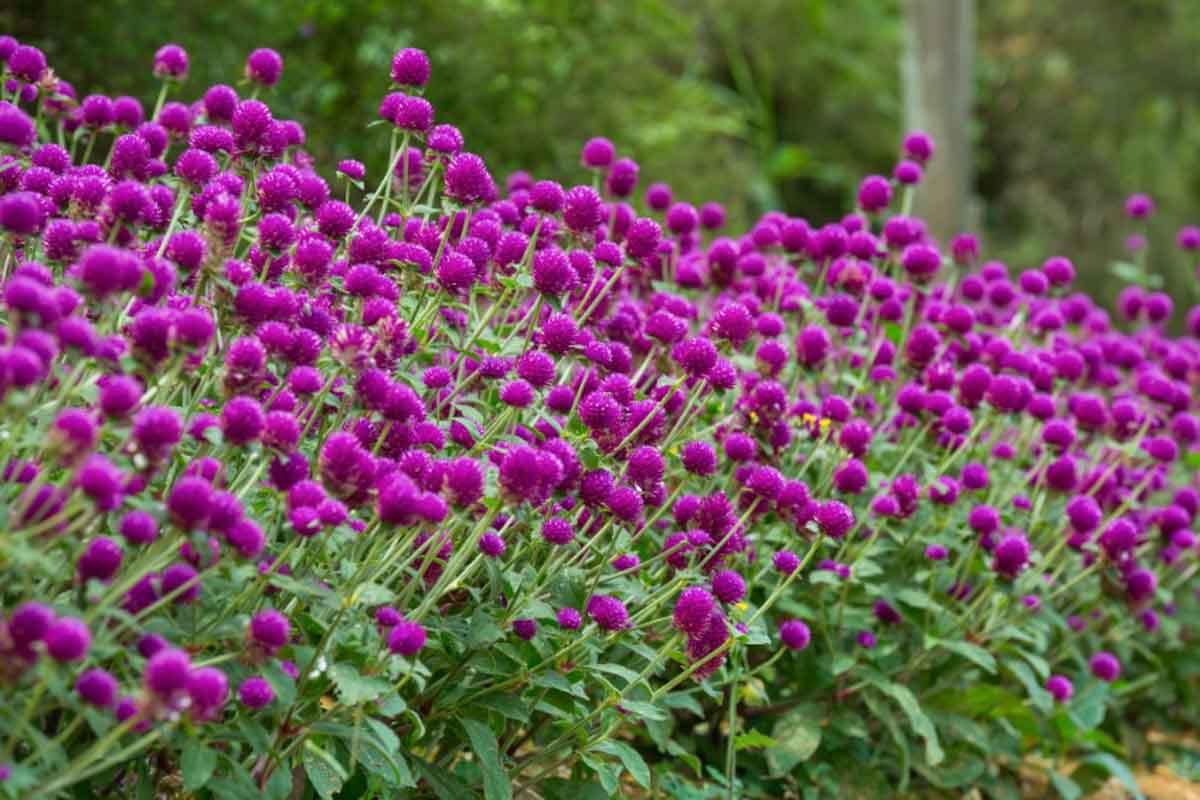 Gomphrena, Globe Amaranth, Bachelor's Button, Globe Flower, Red Globe Everlasting, Button Flower, Summer annuals