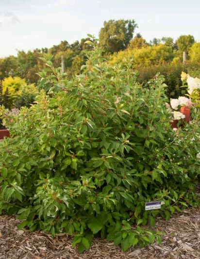 Cornus Alba Baton Rouge, Tatarian Dogwood Baton Rouge, Red-Barked Dogwood Baton Rouge, Siberian Dogwood Baton Rouge Deciduous Shrubs, Foliage, Fall color, Winter color, shrub with berries