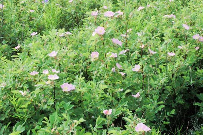 Rosa blanda, Smooth Rose, Early Wild Rose, Smooth Wild Rose, Meadow Rose, Labrador Rose, Wild Roses, Shrub Roses, pink roses, Hardy roses