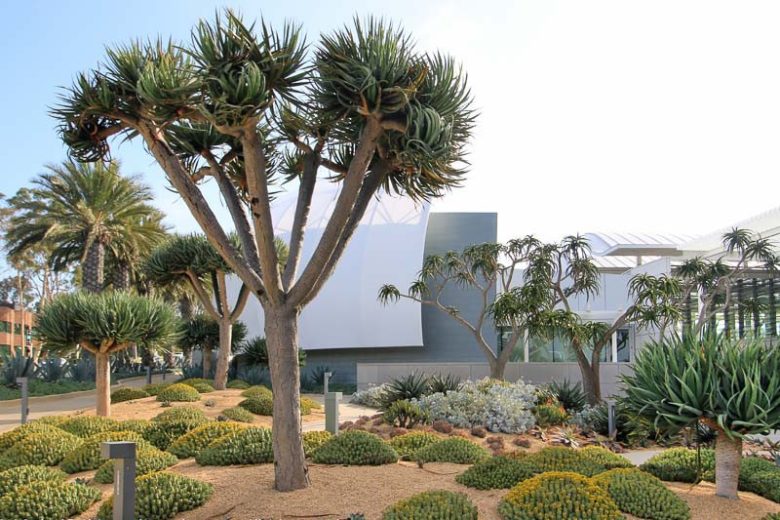 Euphorbia resinifera,  African Spurge, Euphorbium, Moroccan Mound, Resin Spurge, Staghorn Coral, succulent, drought tolerant plant, yellow flowers
