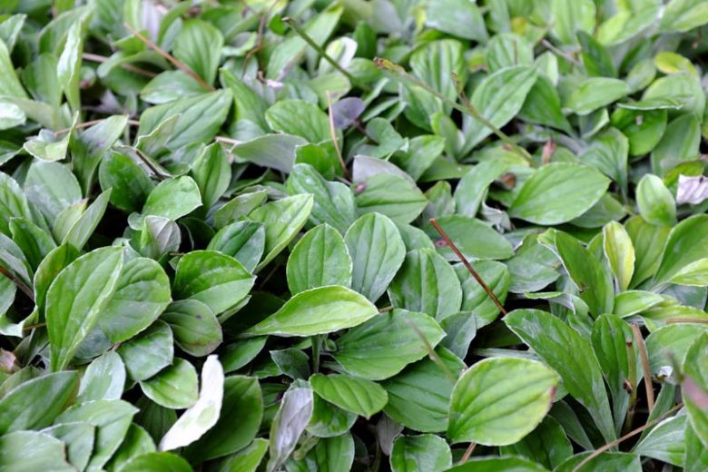 Antennaria plantaginifolia, Woman's Tobacco, Ladies' Tobacco, Everlasting, Mouse Ear, Plantain-leaf Pussytoes, Antennaria caroliniana, Antennaria decipiens, Antennaria denikeana, Antennaria nemoralis, Antennaria petiolata, Drought Tolerant Groundcover