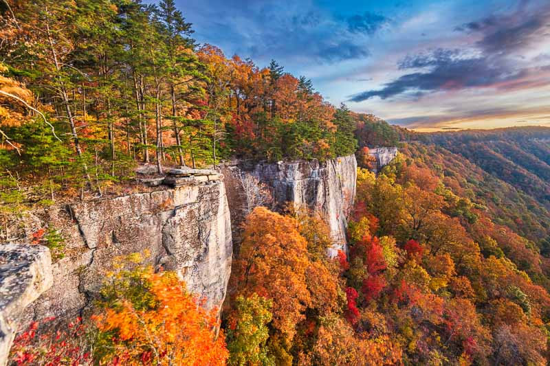 West Virginia Native Plants