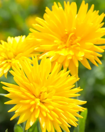 Calendula  officinalis 'Yellow Porcupine', Pot Marigold Yellow Porcupine, English Marigold Yellow Porcupine, Yellow Calendula, Yellow Pot Marigold, Yellow Marigold