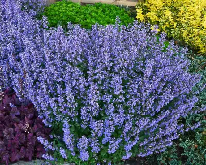 Nepeta faassenii 'Purrsian Blue',  Catmint 'Purrsian Blue', Garden Caminth 'Purrsian Blue', PP24788, blue flowers, violet flowers, lavender flowers