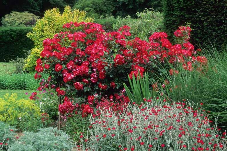 Rose 'American Pillar', Rosa 'American Pillar', Rambling Rose 'American Pillar', Rambler Roses, Climbing Roses, Shrub roses, pink roses, Rose bushes, Garden Roses