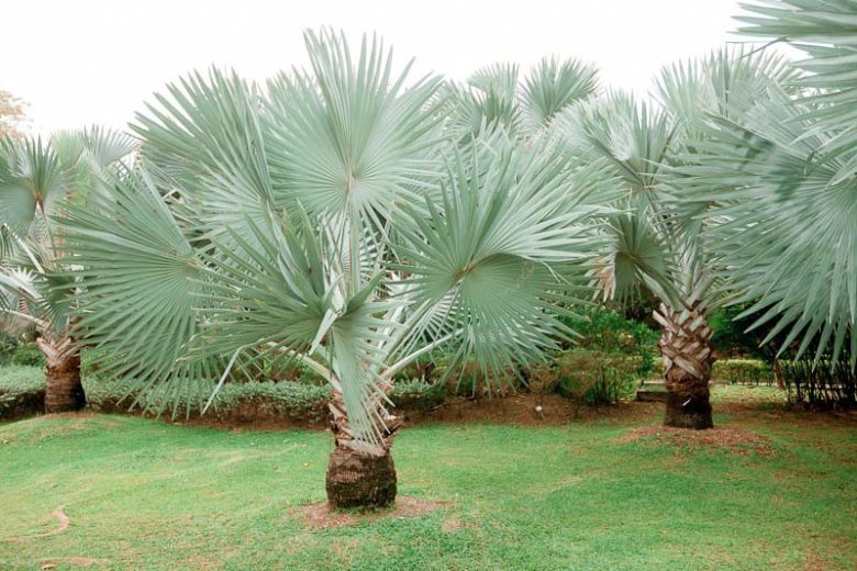 Bismarckia nobilis, Bismarck Palm, Drought tolerant tree, Tropical Plant, Palm Tree, Blue Palm Tree, Blue Palms