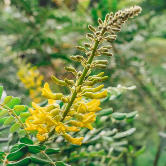 Sophora tomentosa, Yellow Necklacepod, Yellow Sophora, Necklace Pod, Tambalisa, Florida Native Shrub, Evergreen Shrub,
