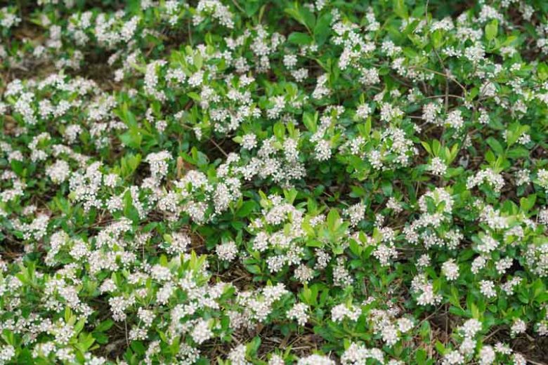 Ground Hug® Aronia Melanocarpa, Ground Hug® Black Chokeberry, shrubs, fall color, shrub with berries