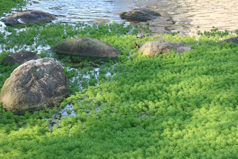 Myriophyllum aquaticum,Parrot Feather, Parrot Feather Watermilfoil, Parrot-Feather, Parrot's-Peather, Submerged Plant, Aquatic Plant, Pond Plant