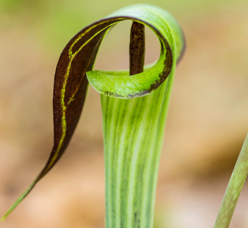 Arisaema, Jack in the Pulpit, Cobra lily, Cobra lilies, Arisaema consanguineum, Arisaema candidissimum, Japanese cobra lily, Arisaema sikokianum, Himalayan cobra lily