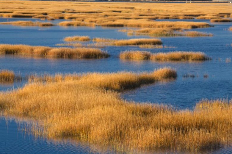 Spartina alterniflora, Saltmarsh Cordgrass, Saltwater Cordgrass, Salt Cordgrass, Smooth Cordgrass,