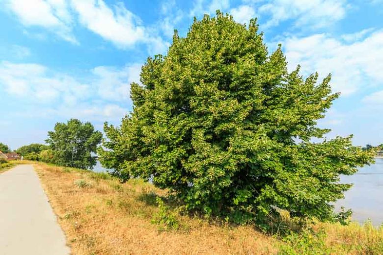 Tilia cordata, Littleleaf Linden, Little-Leaf Linden, Small Leaf Lime Tree, Small-Leaved Lime , Deciduous Tree