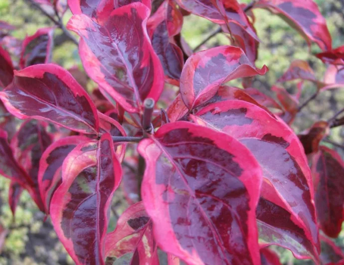 Cornus Summer Gold, Summer Gold Dogwood, Variegated Dogwood, Variegated Kousa Dogwood, Cornus 'Summer Gold', Deciduous Shrubs, Foliage, Fall color, Winter color, shrub with berries, Flowering tree, red fruits