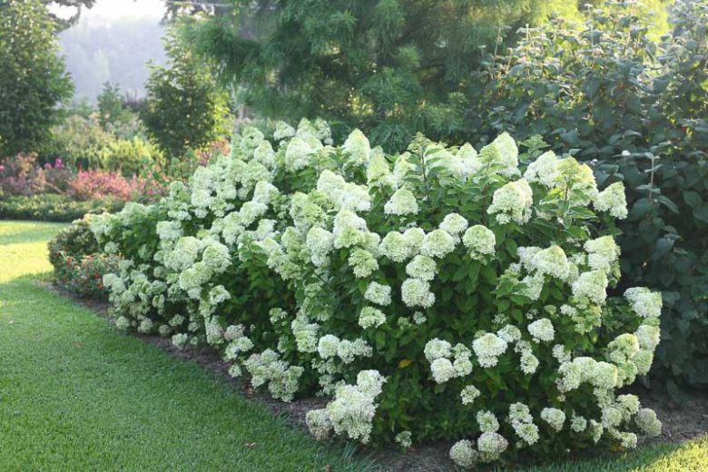 Hydrangea Paniculata Little Lime, Little Lime Hydrangea, Hydrangea Little Lime, Panicle Hydrangea Little Lime, Hydrangea paniculata 'Jane', Dwarf Hydrangea, Small Hydrangea