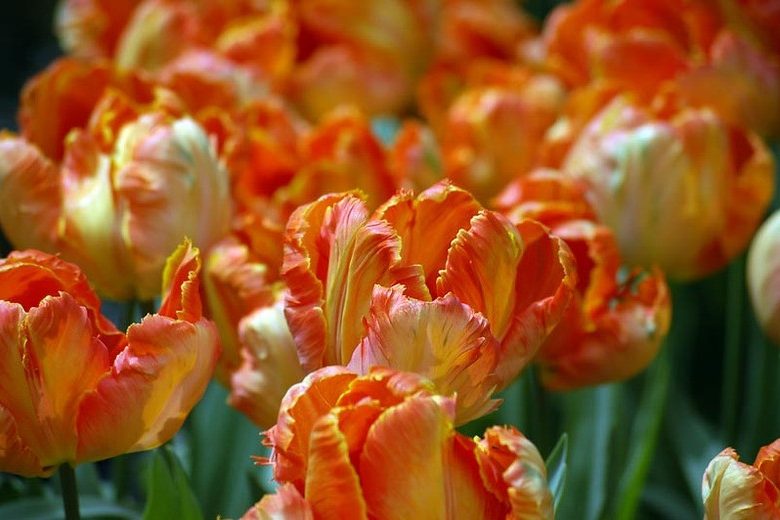 Tulipa 'Professor Rontgen', Tulip 'Professor Rontgen', Parrot Tulip 'Professor Rontgen', Parrot Tulips, Spring Bulbs, Spring Flowers, Tulipe Professor Rontgen, Parrot Tulip, Apricot Tulip, Orange Tulip, Tulipe perroquet