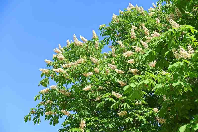 Aesculus, Common Horse Chestnut, Horse Chestnut, Red Horsechestnut, Red Horse Chestnut, Ohio Buckeye, Texas Buckeye, Fetid Buckeye, Horse Chestnut