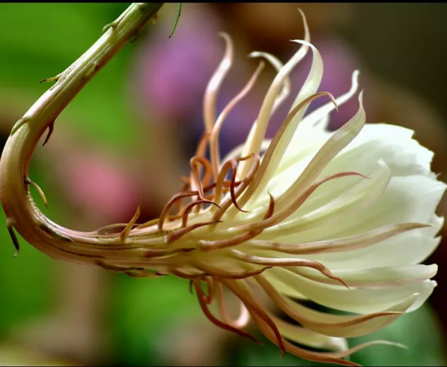 Epiphyllum oxypetalum, Dutchman's Pipe Cactus, Orchid Cactus, Night Queen, Jungle Cactus, Dutchman's Pipe, Queen of the Night, Night Blooming Cereus, Cactus oxypetalus, Cereus oxypetalus, Phyllocactus oxypetalus