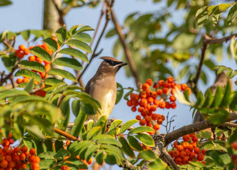 Sorbus, Mountain Ash, Whitebeam, Rowan, Service Tree, Sorbus alnifolia, Sorbus aucuparia, Sorbus domestica, Sorbus Aria, Sorbus americana