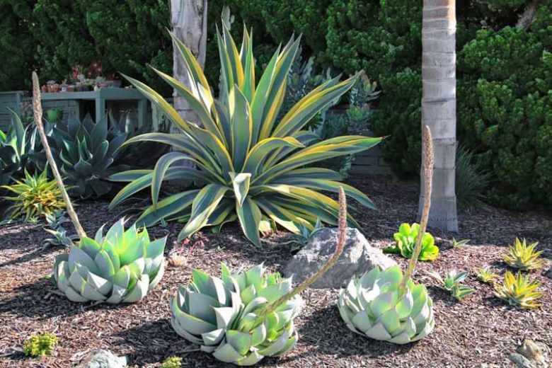 Agave weberi 'Arizona Star, Variegated Weber Agave, Variegated Agave