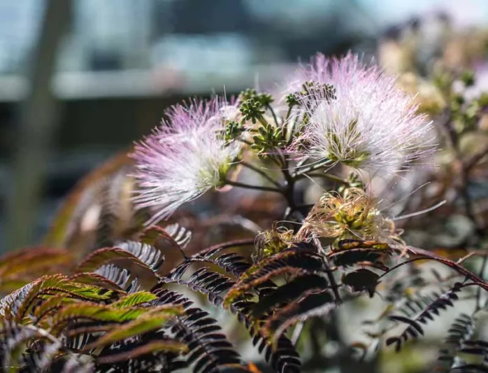 Albizia julibrissin Chocolate Fountain™, Albizia julibrissin, Silk Tree, Mimosa, Dark foliage, pink flowers, fragrant shrub