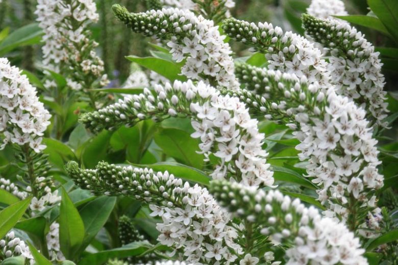 Lysimachia clethroides, Gooseneck Loosestrife, Gooseneck, White flowers