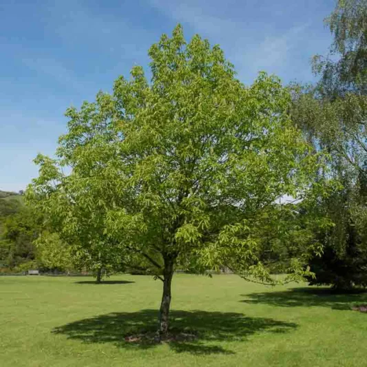 Aesculus glabra, Ohio Buckeye, Yellow Flowers, Texas Buckeye, Fetid Buckeye, Horse Chestnut