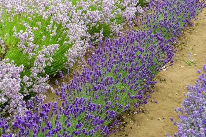 Lavender Lavenite Petite, lavandula angustifolia Lavenite Petite, English Lavender 'Lavenite Petite', Lavandula 'Lavenite Petite', Purple flowers, Drought tolerant plant, Deer resistant plants, fragrant flowers