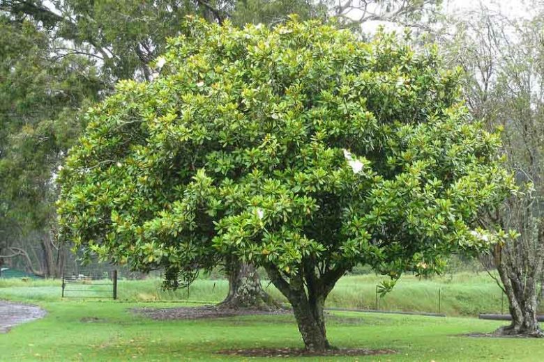 Magnolia grandiflora, Southern Magnolia, Evergreen Magnolia, Loblolly Magnolia, Great Laurel Magnolia, Big Laurel, Bull Bay