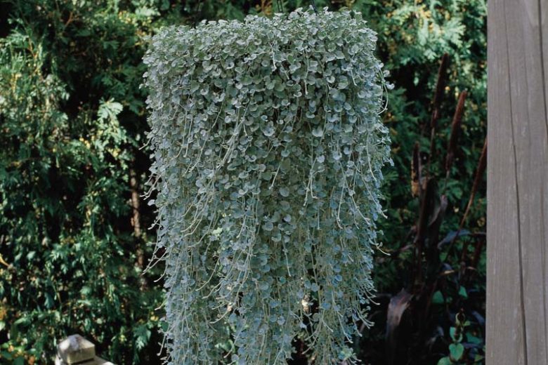 Dichondra argentea 'Silver Falls',  Silver Nickel Vine, Kidney Weed 'Silver Falls', Dichondra 'Silver Falls'