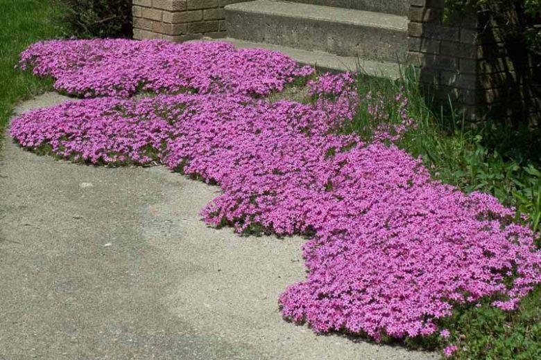 Phlox Subulata 'Red Wings', Phlox 'Red Wings', Alpine Phlox 'Red Wings', Moss Phlox 'Red Wings', Creeping phlox 'Red Wings', Red Phlox, Red flowers