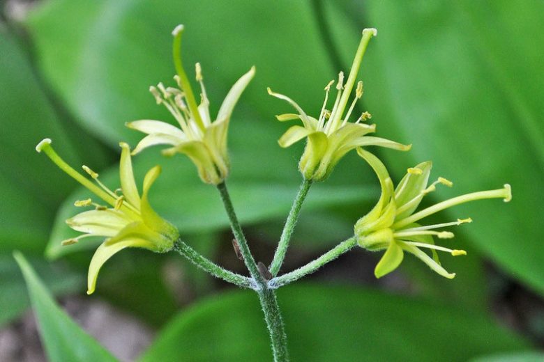 Clintonia borealis, Bluebead, Blue Bead, Yellow Bluebead Lily, Blue-Bead Lily, Bluebead Lily, Clintonia, Clinton's Lily, Corn Lily, Dracaena borealis, Yellow flowers, shade perennials