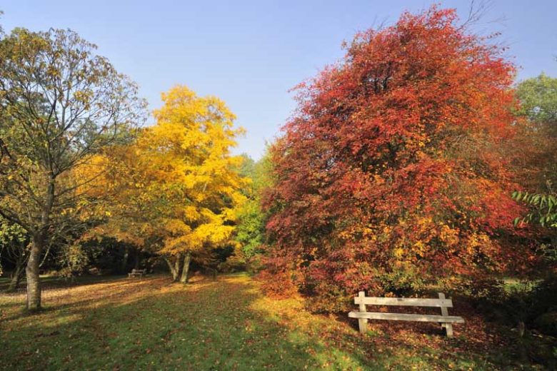 Amelanchier laevis, Allegheny Serviceberry, Smooth Serviceberry, Juneberry, Shrub, Fall color, Shrub with berries