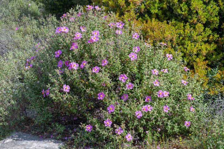 Cistus Creticus, Cretan Rockrose, Pink Rock Rose, Hoary Rockrose, Mediterranean plants, Mediterranean shrubs, Pink flowers, Purple Flowers, Rockrose