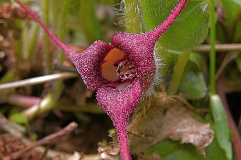 Asarum caudatum, British Columbia Wild Ginger, Western Wild Ginger, Long-Tailed Wild Ginger, groundcover, evergreen groundcover