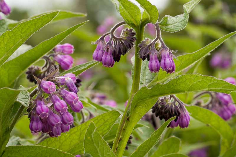 Symphytum, Comfrey, Alum, Backwort, Black Root, Blackwort, Bohemian Comfrey, Caucasian Comfrey, Red Bomfrey, White Comfrey, Groundcovers, Wildflower gardens