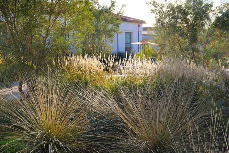 Muhlenbergia rigens, Deer Grass, Deergrass, Meadow Muhly, Deer Muhly, Epicampes rigens, Muhlenbergia marshii, Muhlenbergia mundula, Perennial grass, Drought tolerant grass