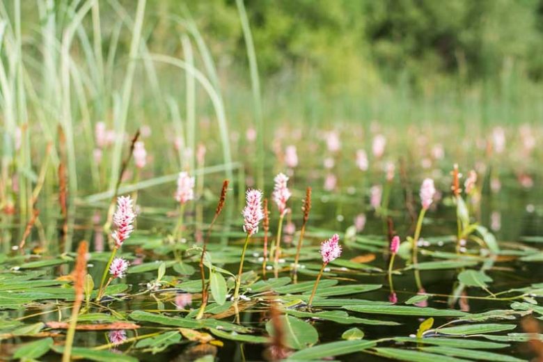Persicaria amphibia, Amphibious Bistort, Swamp Smartweed, Pink Flowers, Aquatic Flowers