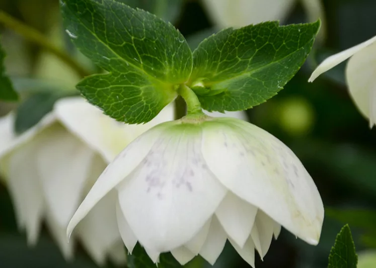 Confetti Cake Hellebore, Helleborus Confetti Cake,  Hellebore 'Confetti Cake', Lenten Rose 'Confetti Cake', White Hellebore, Double Hellebore, Double Lenten Rose