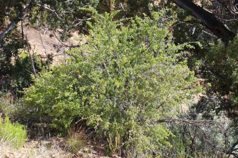 Ribes cereum