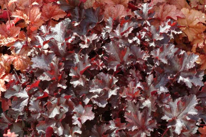 Heuchera 'Black Beauty', Coral Bells 'Black Beauty', Alum Root 'Black Beauty', Coral Flower 'Black Beauty', Shade plants, Evergreen plants, Black Heuchera, Purple Heuchera, Maroon Heuchera