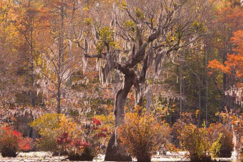 Nyssa aquatica, Water Tupelo, Blackgum, Sourgum, Cotton Gum, Swamp Tupelo, Water Gum, Nyssa uniflora, Tree with fall color, Fall color, Attractive bark Tree, Golden leaves