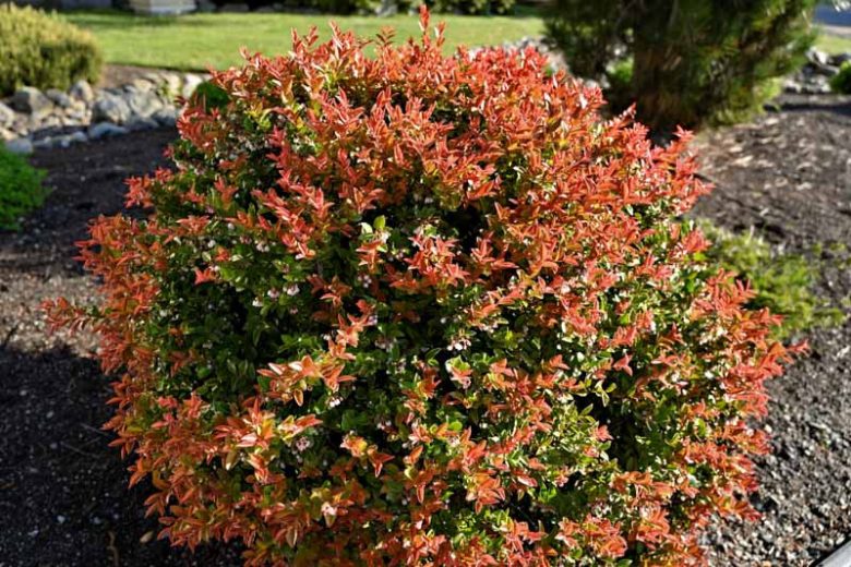 Vaccinium ovatum, California Huckleberry, Evergreen Blueberry, Evergreen Huckleberry, Vaccinium ovatum var. saporosum, Blueberries, Fruiting Shrubs, Evergreen Shrubs