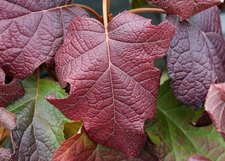 Hydrangea Quercifolia Gatsby Moon, Gatsby Moon Oak Leaf Hydrangea, Gatsby Moon Oakleaf Hydrangea, Oak Leaf Hydrangea Gatsby Moon®, Oakleaf Hydrangea Gatsby Moon®, Hydrangea quercifolia 'Brother Edward', White Hydrangea, Hydrangea Bush