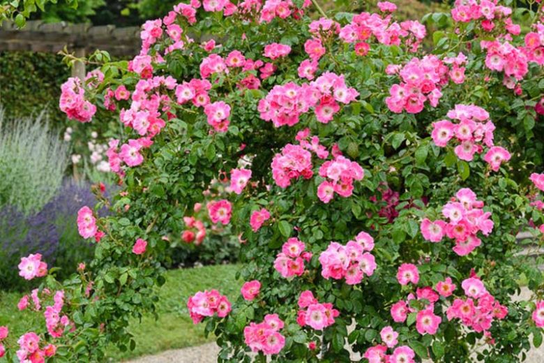 Rose 'American Pillar', Rosa 'American Pillar', Rambling Rose 'American Pillar', Rambler Roses, Climbing Roses, Shrub roses, pink roses, Rose bushes, Garden Roses